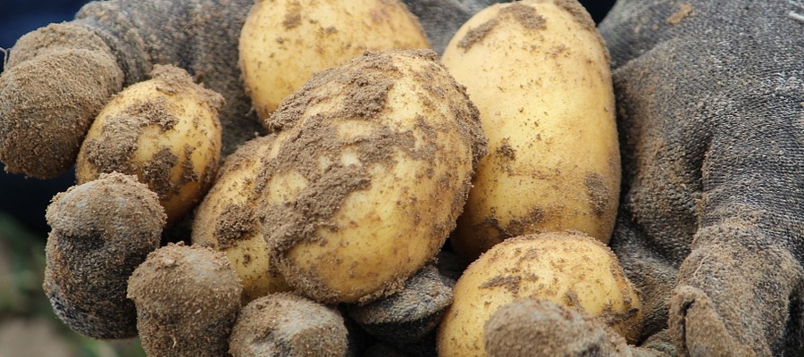 le bonnes pommes de terre.
