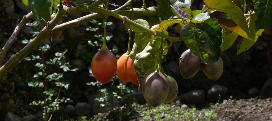  3 recettes d'Amérique latine de Belgourmet.eu