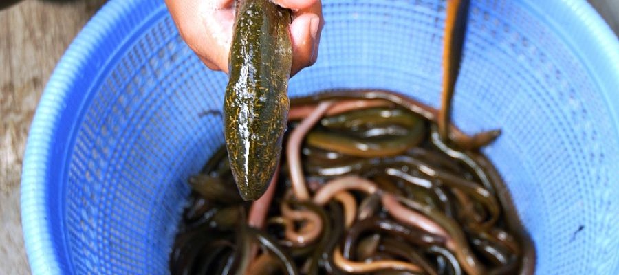 Cette préparation d'anguilles aux pruneaux ne contient que pruneaux et anguilles, le tout relevé d'oignon, céleri et carotte. C'est un délicieux petit plat qui fera mouche pour un diner ente amis! de Belgourmet.eu