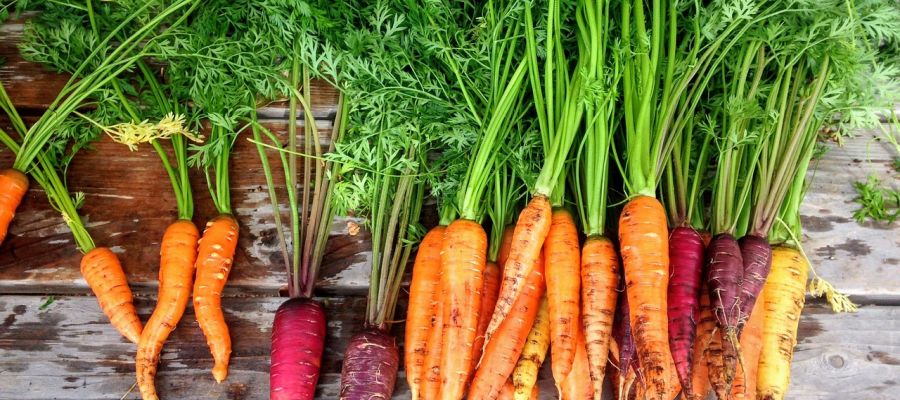  délicieuses recettes de carottes choisies parli les préférées des internautes de Belgourmet.eu