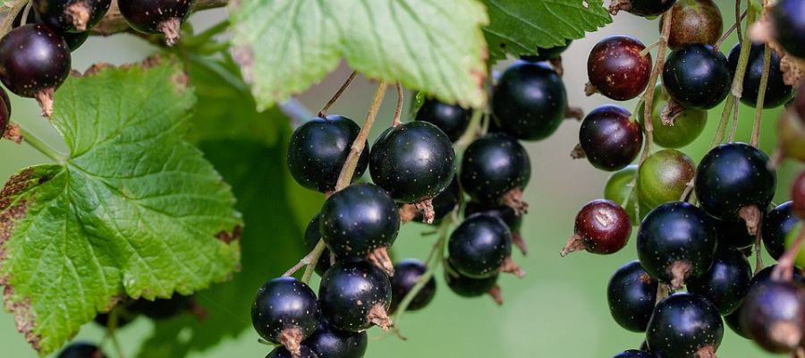 Souvent les cassis et les groseille blanches sont à maturité en même temps. La gelée de cassis est pratiquement noire, ce qui n'est pas très appétissant. C'est pour cette raison que j'y ajoute des groseilles blanches. C'est une gelée qui prend facilement et qui ne demande donc pas de pectine. de Belgourmet.eu