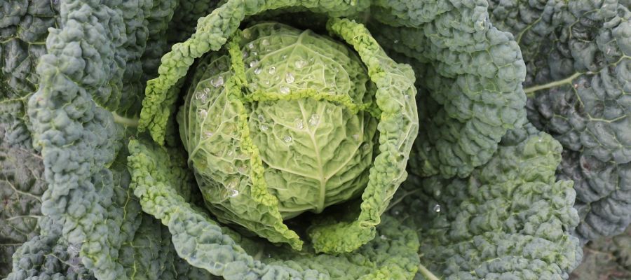 Un plat de tradition qui réjouira tous vos convives. Cette soupe au chou vert et au lard peut aussi se préparezr avec du chou-fleur ou des choux de Bruxelles. A vous de voir et de tenter ces variantes. Un régal! de Belgourmet.eu