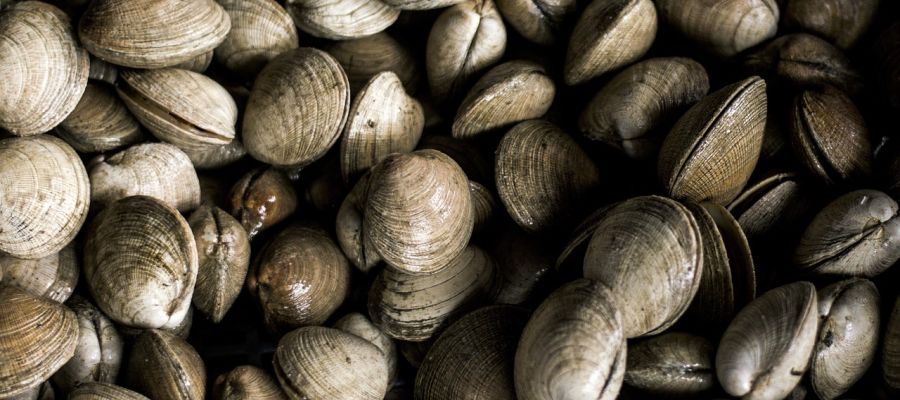 En anglais: clam chowder. Le mot chowder trouve son origine dans le mot français 