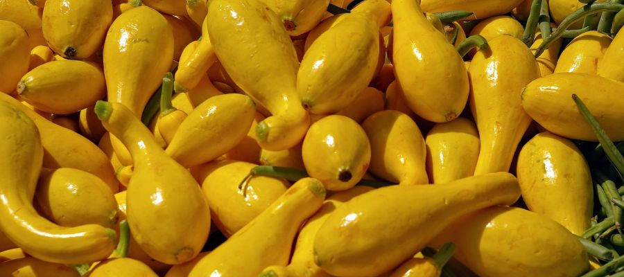 Les courges Jack be little sont des petites courges jaunes ressemblantes à de petites citrouilles. On les nomme aussi 