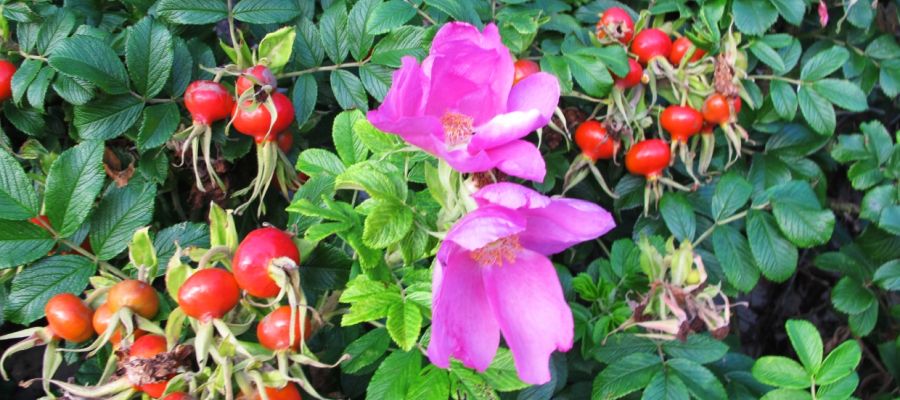 Voici une recette qui sort un peu de l'ordinaire. Choissisez des cynorrhodons biens murs. Nettoyez bien les fruits sans laisser le moindre morceau de ce genre de paille dans le fruit. de Belgourmet.eu