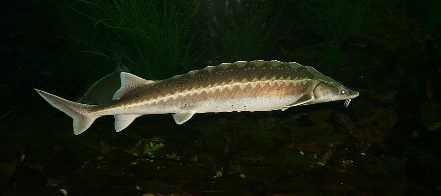 Poisson et porc, c'est une association assez courante en Bretagne et Normandie. Voici un bel exemple: la darne d'esturgeon au jambon. de Belgourmet.eu