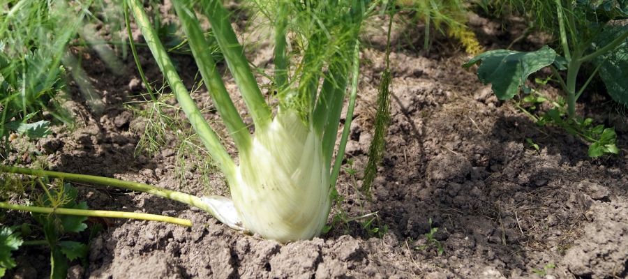 Le fenouil grillés au feu de bois ou au barbecue, c'est vraiment délicieux. Si vous en avez l'occasion, n'hésitez pas, vous ne serez pas déçu! de Belgourmet.eu