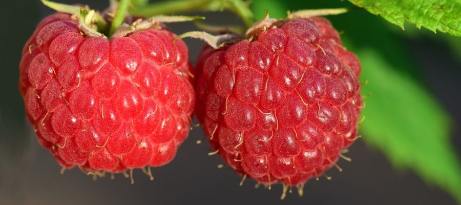 Très facile et rapide à réaliser, la confiture aux micro-ondes permet de préparer de petites quantités de fruits fraîchement récoltées au jardin. Ne récoltez que les framboises ou mûres bien mûres: c'est le secret de cette confiture. Si vous n'avez pas la quantité nécessaire, mettez vos fruits en attente au surgélateur. J'ai fait des confitures de framboises et de mûres en procédant de la même façon: c'est divin! Mais si vous voulez, vous pouvez aussi panacher les fruits... de Belgourmet.eu