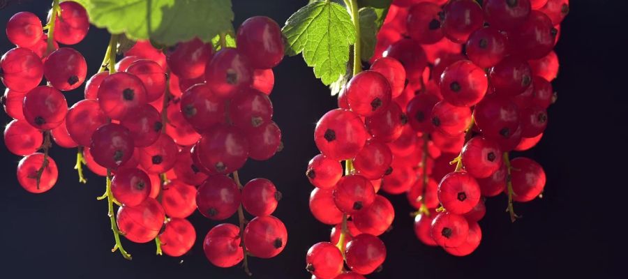 En faisant macérer les groseilles avec du sucre et de l'armagnac ou de l'armagnac, on en diminue fortement l'acidité. Le jus se combine avec le sucre et l'alcool et forme un sirop assez épais que l'on ajoute aux fruits. De cette façon on obtient des tartes aux groseilles rouges, blanches ou vertes bien sucrées, sans la saveur aigrelette. De même, le sirop rend la croûte de tarte moins dure. de Belgourmet.eu