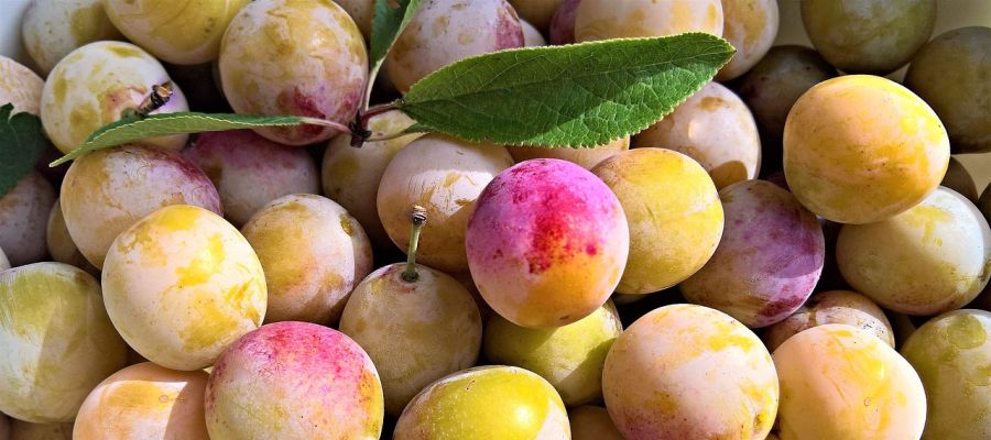  9 recettes de mirabelles de Belgourmet.eu