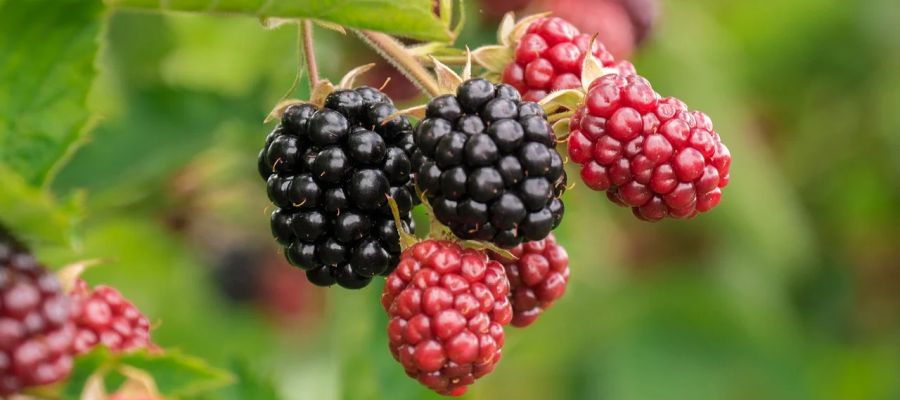  10 recettes de mures de Belgourmet.eu