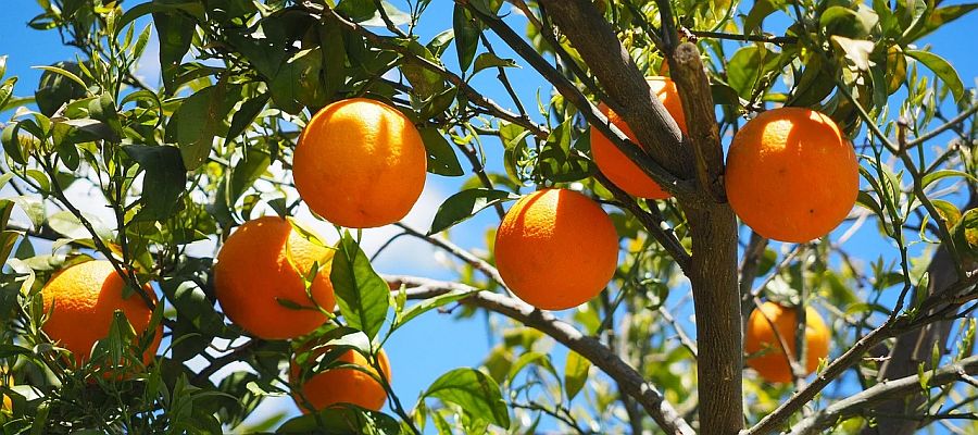  119 recettes d'oranges de Belgourmet.eu