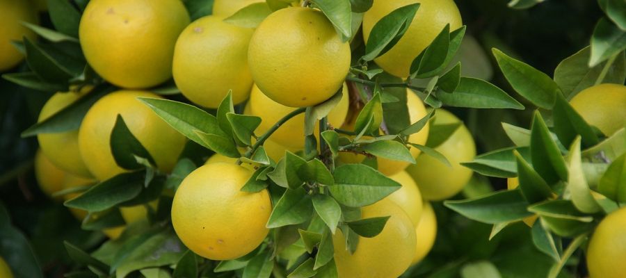 Un dessert du plus bel effet: des morceaux de pamplemousse légèrement colorés au beurre, et nappés d'un sabayon au Cointreau, puis gratinés quelques minutes pour les rendre bien dorés. de Belgourmet.eu