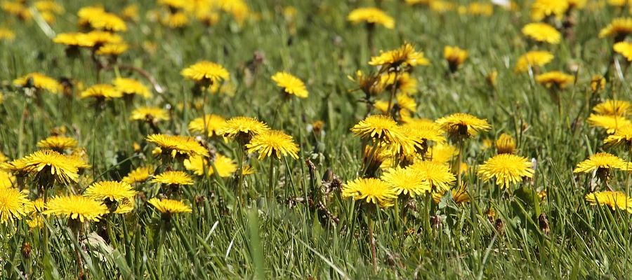 Une recette facile, rapide qui nous ramène au printemps, aux moment des jeunes pousses de pissenlit. N'hésitez pas à les ceuillir dans votre jardin ou dans les prés, pour autant que l'herbe n'est pas traitée avec des pesticides. Choisissez également des endroits écartés des routes, car la pollution automobile n'est vraiment pas recommandable. de Belgourmet.eu