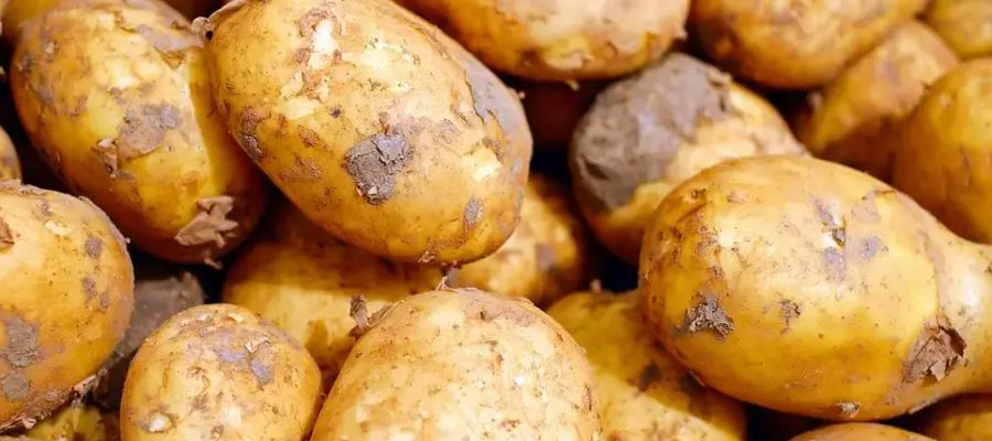  fantastiques recettes de pommes de terre, tant pour le marmiton que pour le gourmet, parmi les mieux notées par les internautes de Belgourmet.eu