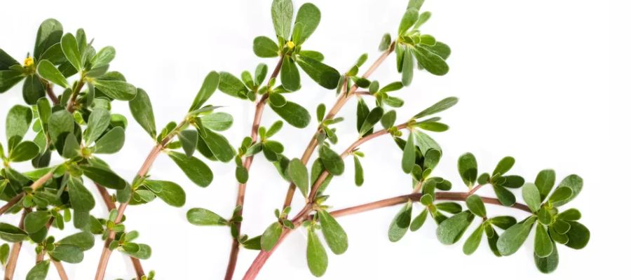 Une recette inspirée de ce que j'ai vu faire quand j'étais haut comme trois pommes: 'Patrick, tu veux bien me cueillir du pourpier au jardin?'. Le pourpier, ce légume oublié qui envahit les vignes, c'est bien celui-là que ma grand-mère cultivait en Flandre! de Belgourmet.eu