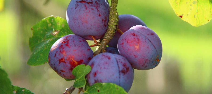 Si vous avez dénoyauté beaucoup de prunes, pour en faire tartes ou confitures, gardez les noyaux. Ils pourront encore servir pour en faire une eau de vie de noyaux de prunes. Vous ne direz plus jamais que vous avez fait cela pour des prunes ;) de Belgourmet.eu