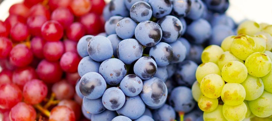  17 recettes de raisins de Belgourmet.eu