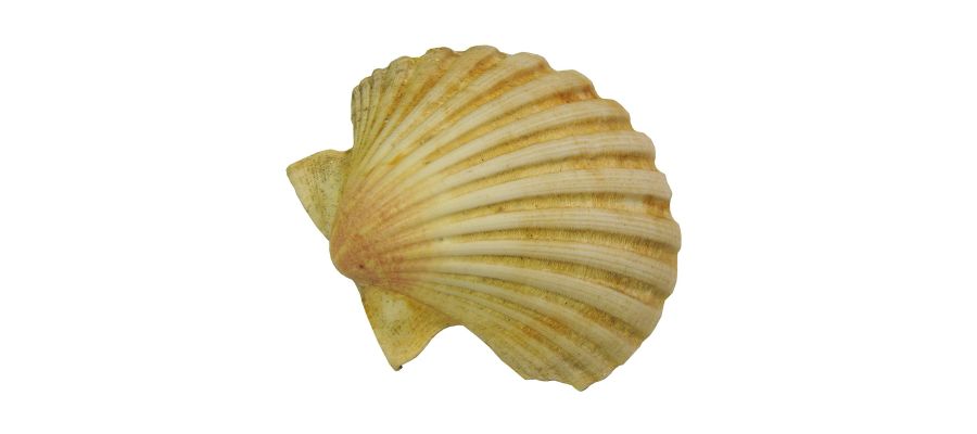 Les coquilles saint Jacques à la bretonne sont grillées au four après avoir été parfumées de pain à l'oignon et échalote. de Belgourmet.eu