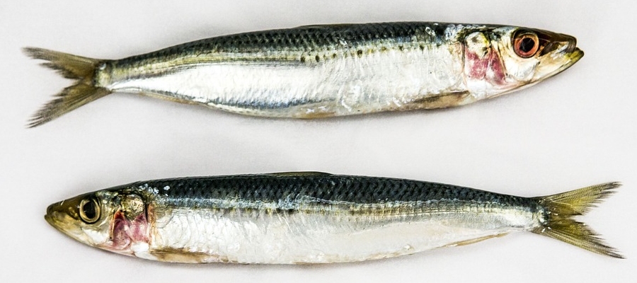 4 recettes de sardines de Belgourmet.eu