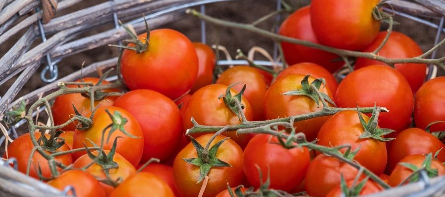  140 recettes de tomates de Belgourmet.eu