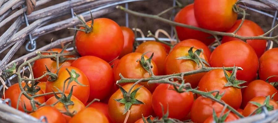 Le gratin de tomates aux oeufs consiste en un mille-feuilles d'oeuf et de tomate délicatement doré au four. C'est un merveilleux accompagnement pour l'agneau et le porc, mais rien ne vous empêche de le servir avec des pâtes où il trouvera heureusement sa place. de Belgourmet.eu