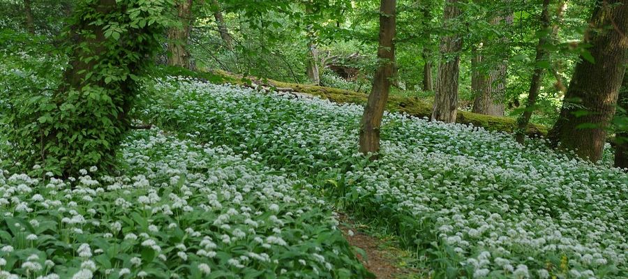 L'ail des ours (allium ursinum) est venu en grande quantités cette année.La plante se plait dans les jardins et s'étend de plus en plus. On peut déguster fleurs et feuilles qui ont la saveur de l'ail. Son apparition n'est pas de longue durée et il faut en profiter! Les feuilles sont délicieuses dans le potage ou avec du fromage et les fleurs accompagnent de merveilleuses salades. On peut aussi s'en servir pour les pesto. La plante est protégée, n'utilisez donc que ce que vous cultivez, pour ne pas perdre votre culture, laissez-en une belle quantité sur place! de Belgourmet.eu