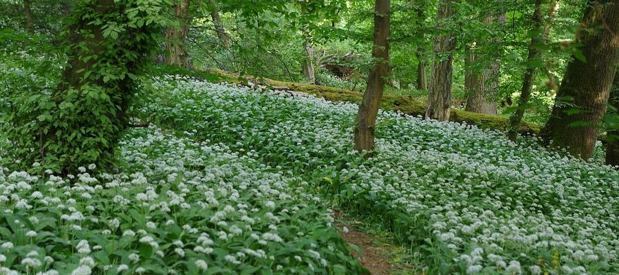 L'ail des ours (allium ursinum) est venu en grande quantités cette année.La plante se plait dans les jardins et s'étend de plus en plus. On peut déguster fleurs et feuilles qui ont la saveur de l'ail. Son apparition n'est pas de longue durée et il faut en profiter! Les feuilles sont délicieuses dans le potage ou avec du fromage et les fleurs accompagnent de merveilleuses salades. On peut aussi s'en servir pour les pesto. La plante est protégée, n'utilisez donc que ce que vous cultivez, pour ne pas perdre votre culture, laissez-en une belle quantité sur place! de Belgourmet.eu