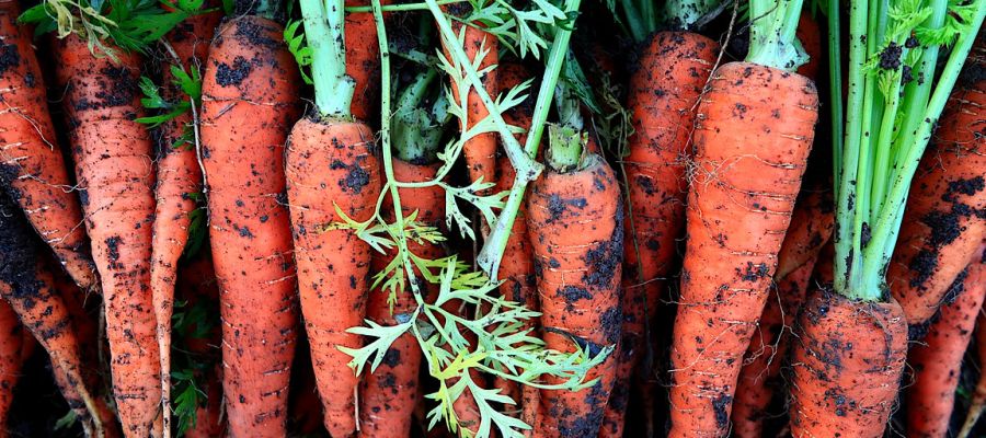  délicieuses recettes de carottes choisies parli les préférées des internautes de Belgourmet.eu