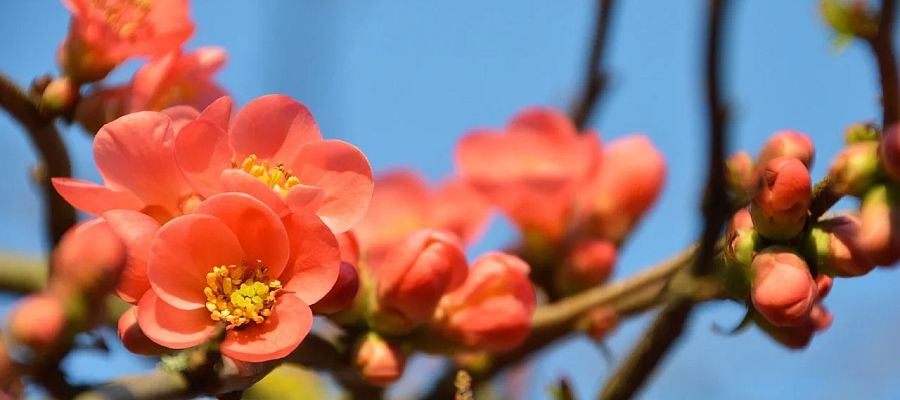 Les cognassiers du Japon, avec leurs magnifiques floraisons rouges, finissent la saison avec de joli fruits jaunes. Profitez-en pour préparer de délicieuses gelées et, pourquoi pas, de la pâte de fruits bien appétissante. de Belgourmet.eu
