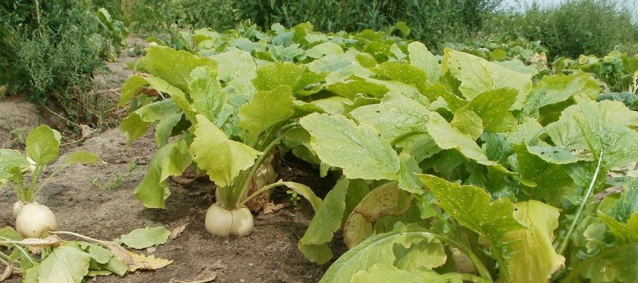 On a tort de ne consommer que les racines des navets, les feuilles sont pleines de vitamines et de saveur. Si on vous fournit un feuillage bien frais, vous pouvez en faire un délicieux potage.   de Belgourmet.eu