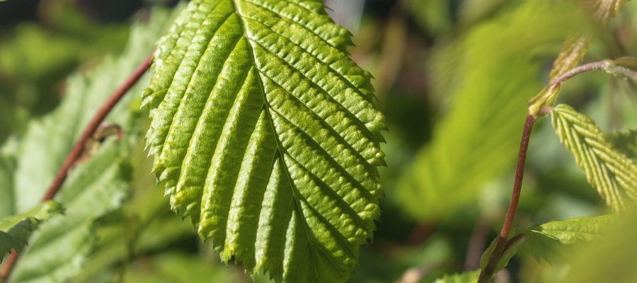  fantastiques recettes de plantes sauvages parmi les mieux notées par les internautes de Belgourmet.eu