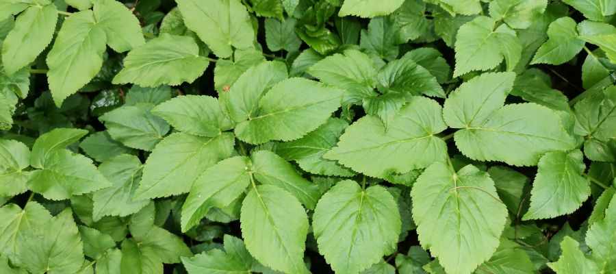  fantastiques recettes de plantes sauvages parmi les mieux notées par les internautes de Belgourmet.eu