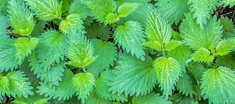  fantastiques recettes de plantes sauvages parmi les mieux notées par les internautes de Belgourmet.eu