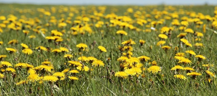  fantastiques recettes de plantes sauvages parmi les mieux notées par les internautes de Belgourmet.eu