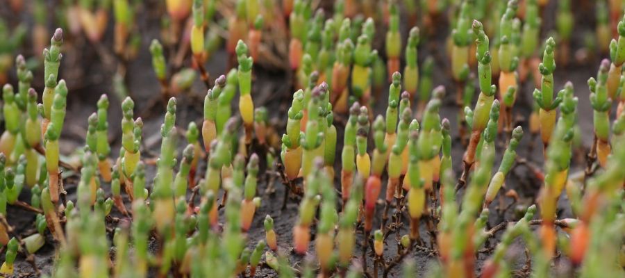  fantastiques recettes de plantes sauvages parmi les mieux notées par les internautes de Belgourmet.eu