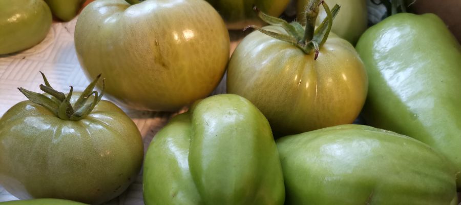 Fin de saison et les tomates vertes ne muriront plus. Après avoir préparé des  confitures, des chutneys et autres pickles, voici une préparation originale, le velouté de tomates vertes! de Belgourmet.eu